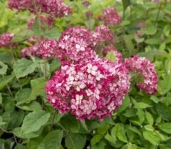 Hortensia (Hydrangea 'Ruby Annabelle') -Kleine Bomen Verkoopwinkel ruby annabelle 5