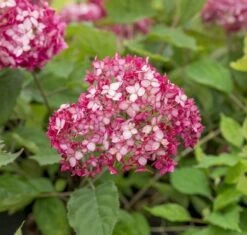 Hortensia (Hydrangea 'Ruby Annabelle') -Kleine Bomen Verkoopwinkel ruby annabelle 6