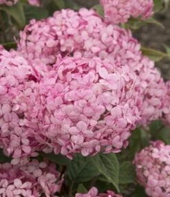 Hortensia (Hydrangea 'Ruby Annabelle') -Kleine Bomen Verkoopwinkel ruby annabelle 7