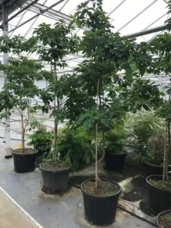 Sassafras (Sassafras Albidum) -Kleine Bomen Verkoopwinkel sassafras