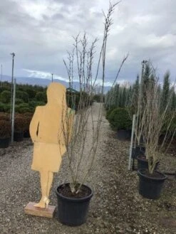 Chinese Judasboom (Cercis Chinensis 'Shirobana') 9 Chinese Judasboom (Cercis Chinensis 'Shirobana') -Kleine Bomen Verkoopwinkel shirobana200