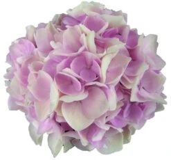 Hortensia Soft Pink Salsa (Hydrangea 'Music Collection') -Kleine Bomen Verkoopwinkel soft pink salsa