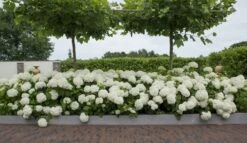 Hortensia (Hydrangea 'Strong Annabelle') -Kleine Bomen Verkoopwinkel strong annabelle 11