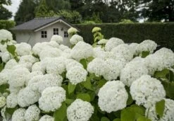 Hortensia (Hydrangea 'Strong Annabelle') -Kleine Bomen Verkoopwinkel strong annabelle 2