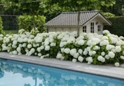 Hortensia (Hydrangea 'Strong Annabelle') -Kleine Bomen Verkoopwinkel strong annabelle 5