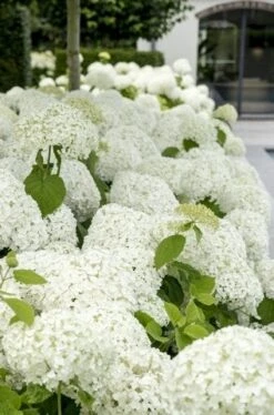 Hortensia (Hydrangea 'Strong Annabelle') -Kleine Bomen Verkoopwinkel strong annabelle 9