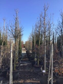 Nieuwe Producten -Kleine Bomen Verkoopwinkel susanalsboom16 18