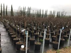 Nieuwe Producten -Kleine Bomen Verkoopwinkel susanopstam