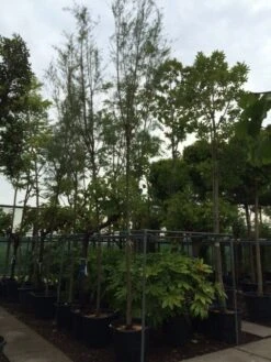 Tamarisk Als Boom (Tamarix Tetrandra) -Kleine Bomen Verkoopwinkel tamarisk 121416cm 2