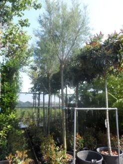 Tamarisk Als Boom (Tamarix Tetrandra) -Kleine Bomen Verkoopwinkel tamarix 1