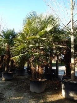 Winterharde Palm Meerstammig (Trachycarpus Fortunei) -Kleine Bomen Verkoopwinkel trachycarpus fortunei 3 stammig