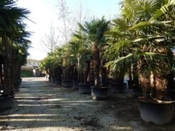 Winterharde Palm Meerstammig (Trachycarpus Fortunei) -Kleine Bomen Verkoopwinkel trachycarpus fortunei 3 stammig 2