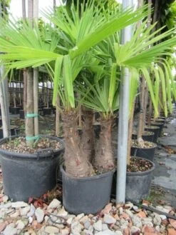Winterharde Palm Meerstammig (Trachycarpus Fortunei) -Kleine Bomen Verkoopwinkel trachycarpus fortunei multistam