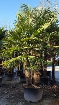 Winterharde Palm Meerstammig (Trachycarpus Fortunei) -Kleine Bomen Verkoopwinkel trachycarpus meerstammig