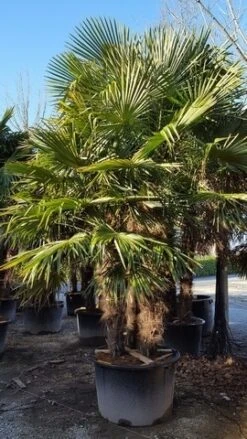 Winterharde Palm Meerstammig (Trachycarpus Fortunei) -Kleine Bomen Verkoopwinkel trachycarpus meerstammig 2