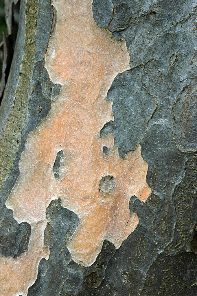 Grote Parrotia (Parrotia Persica) 4 Grote Parrotia (Parrotia Persica) - Afbeelding 4