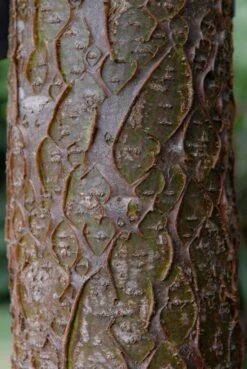 Maackia (Maackia Amurensis) 6 Maackia (Maackia Amurensis) -Kleine Bomen Verkoopwinkel vami04434