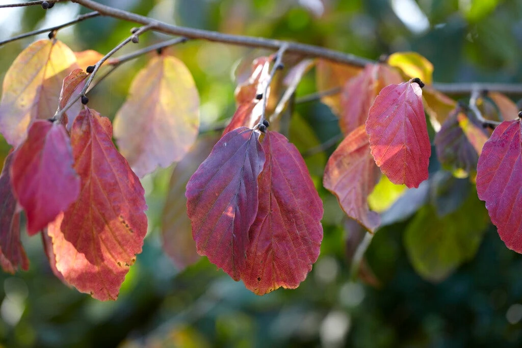 Grote Parrotia (Parrotia Persica) 3 Grote Parrotia (Parrotia Persica) - Afbeelding 3