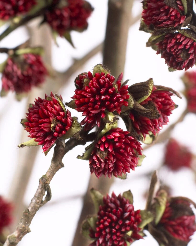Grote Parrotia (Parrotia Persica) 2 Grote Parrotia (Parrotia Persica) - Afbeelding 2
