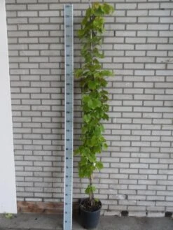 Sierdruif (Vitis Coignetiae) -Kleine Bomen Verkoopwinkel vitis coignetiae 175 200 c10