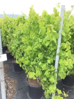 Blauwe Druif Als Leivorm (Vitis Vinifera 'Crimson')