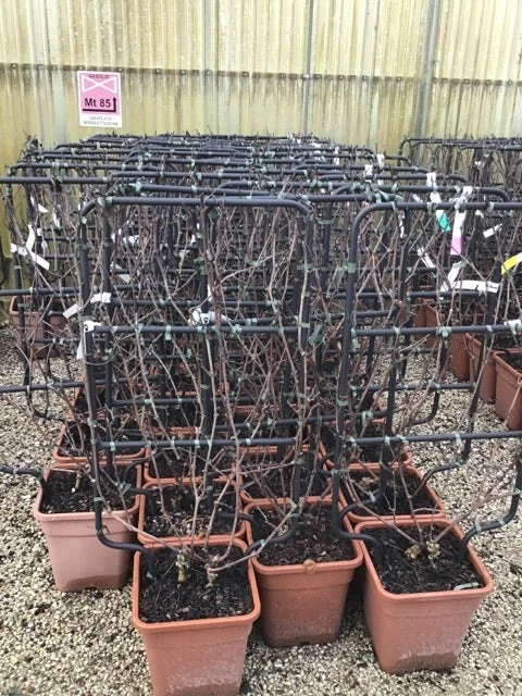 Witte Druif Als Leivorm (Vitis Vinifera 'Suzi') 1 Witte Druif Als Leivorm (Vitis Vinifera 'Suzi')