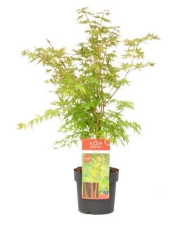 Japanse Esdoorn (Acer Palmatum 'Sangokaku') -Kleine Bomen Verkoopwinkel wep 8839sangokaku