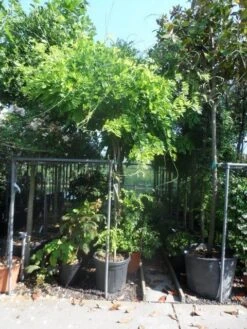 Blauwe Regen Als Boom (Wisteria Sinensis 'Prolific') -Kleine Bomen Verkoopwinkel wisteria 10 12ho cont