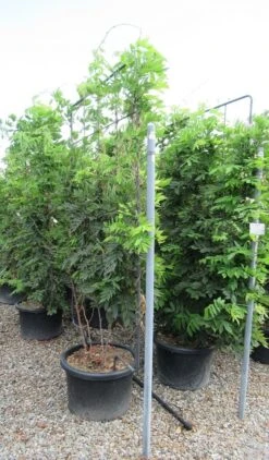 Blauwe Regen Als Leivorm (Wisteria Brachybotrys 'Yokohama Fuji') -Kleine Bomen Verkoopwinkel wisteria 110x180 leivorm