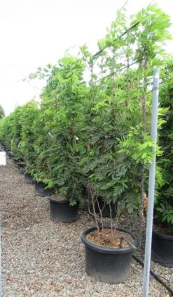 Blauwe Regen Als Leivorm (Wisteria Brachybotrys 'Yokohama Fuji') -Kleine Bomen Verkoopwinkel wisteria 110x180 leivorm 2