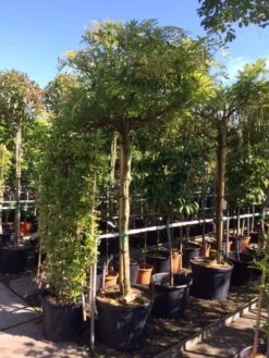 Blauwe Regen Als Boom (Wisteria Sinensis 'Prolific') -Kleine Bomen Verkoopwinkel wisteria boom blauw 16 18