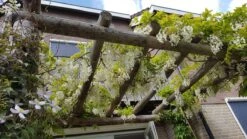Japanse Blauwe Regen, Wit (Wisteria Floribunda 'Alba') -Kleine Bomen Verkoopwinkel wisteria f. alba