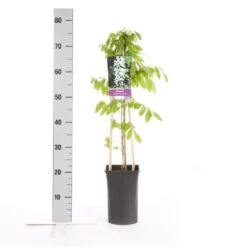 Japanse Blauwe Regen, Wit (Wisteria Floribunda 'Alba') -Kleine Bomen Verkoopwinkel wisteria floribunda alba