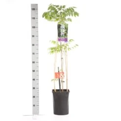 Japanse Blauwe Regen, Wit (Wisteria Floribunda 'Alba') -Kleine Bomen Verkoopwinkel wisteria floribunda alba 1.00 1.25