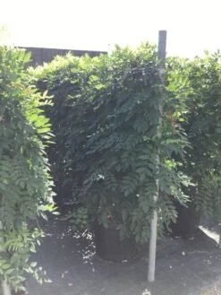 Blauwe Regen Als Leivorm (Wisteria Brachybotrys 'Yokohama Fuji') -Kleine Bomen Verkoopwinkel wisteria lage leivorm 2