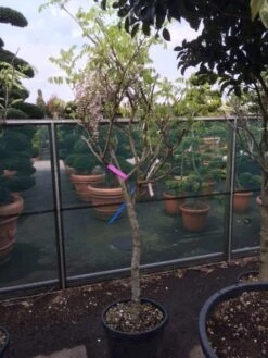 Blauwe Regen Als Boom (Wisteria Sinensis 'Prolific') -Kleine Bomen Verkoopwinkel wisteria rose alleen als halfstam 1
