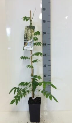 Japanse Blauwe Regen, Wit (Wisteria Floribunda 'Alba') -Kleine Bomen Verkoopwinkel wisteria sin. alba 80 100 c2