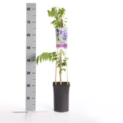 Blauwe Regen (Wisteria Sinensis) -Kleine Bomen Verkoopwinkel wisteria sinensis