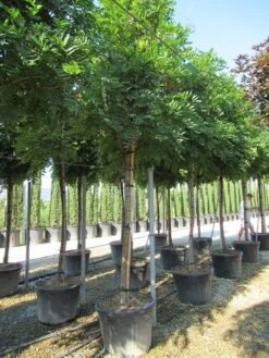 Blauwe Regen Als Boom (Wisteria Sinensis 'Prolific') -Kleine Bomen Verkoopwinkel wisteria sinensis prolific 16 18