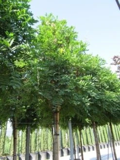 Blauwe Regen Als Boom (Wisteria Sinensis 'Prolific') -Kleine Bomen Verkoopwinkel wisteria sinensis prolific 16 18 2