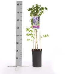 Blauwe Regen (Wisteria Sinensis 'Prolific') 13 Blauwe Regen (Wisteria Sinensis 'Prolific') -Kleine Bomen Verkoopwinkel wisteria sinensis prolific