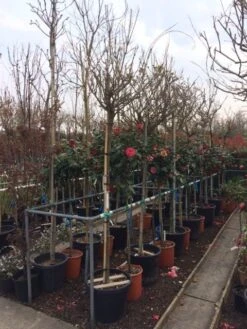 Blauwe Regen Als Boom (Wisteria Sinensis 'Alba') -Kleine Bomen Verkoopwinkel wisteria wit