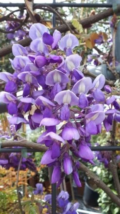 Blauwe Regen Als Leivorm (Wisteria Brachybotrys 'Yokohama Fuji') -Kleine Bomen Verkoopwinkel wisteria yokohama fji