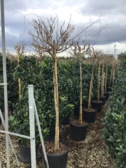 Kleine Bomen Verkoopwinkel -Kleine Bomen Verkoopwinkel wisteriaissai02