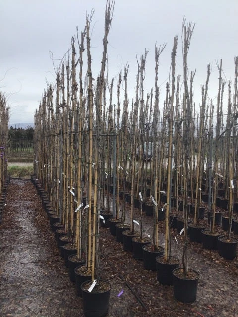 Blauweregen (Wisteria Floribunda 'Snow Showers') 2 Blauweregen (Wisteria Floribunda 'Snow Showers') - Afbeelding 2