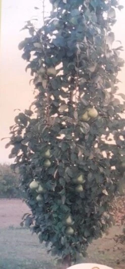 Zuil-peer (Pyrus Communis 'Obelisk') -Kleine Bomen Verkoopwinkel zuil peer pyrus communis obelisk pyrus communis obelisk c8d 2