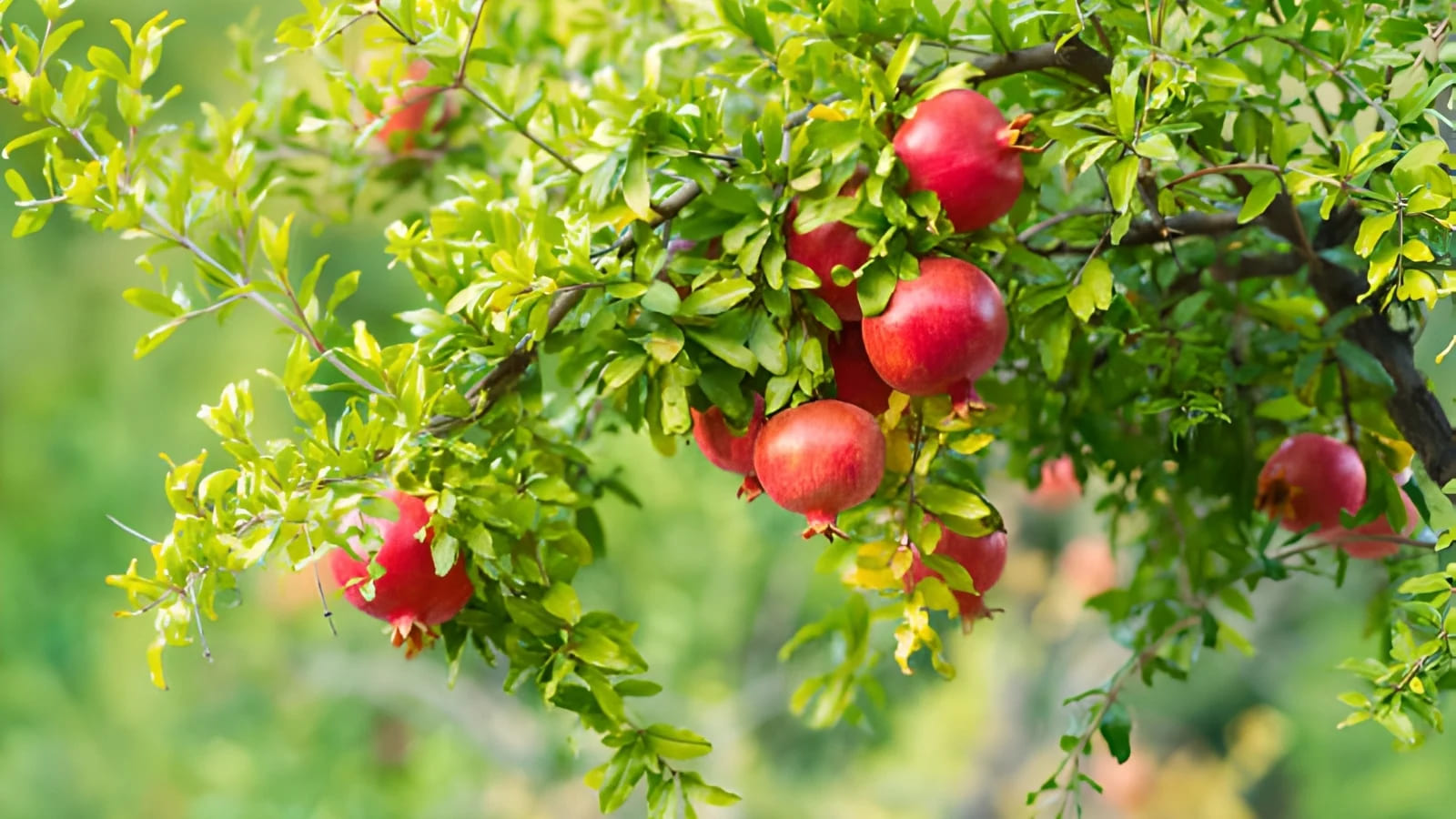Kleine Bomen Verkoopwinkel 18 Kleine Bomen Verkoopwinkel -Kleine Bomen Verkoopwinkel easy fruit trees
